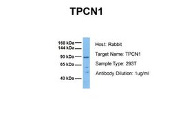 TPCN1 Rabbit anti-Human, Polyclonal, Novus Biologicals 0.1ml; Unconjugated:Antibodies,